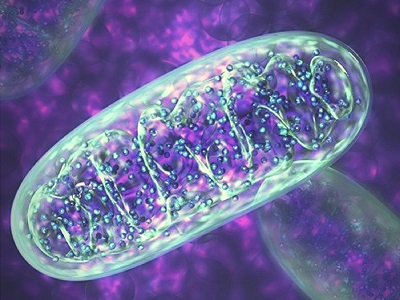 mitochondria creates energy for the cell